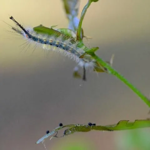 thumbnail for publication: Landscape Integrated Pest Management